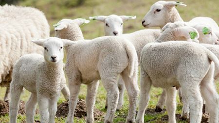 schapen in het veld