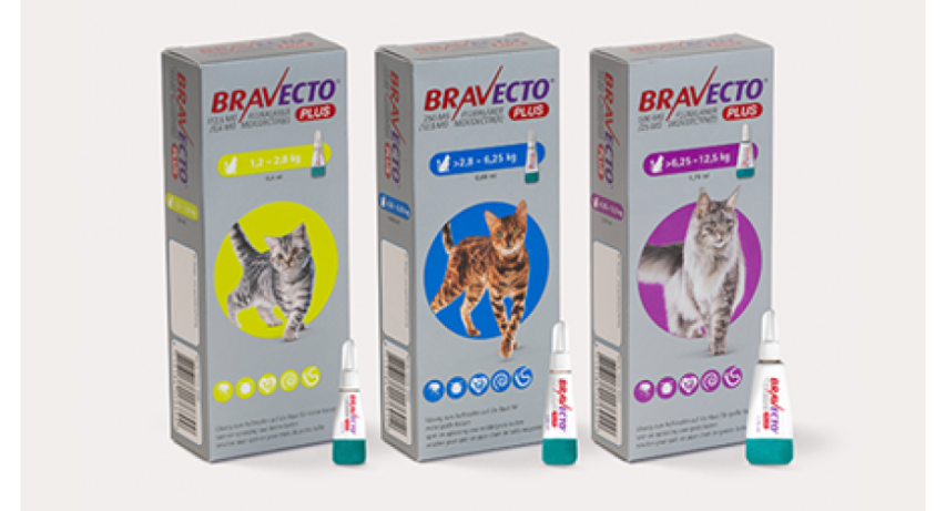 Bravecto Plus voor katten