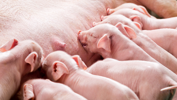 een groep varkens die zich voedt