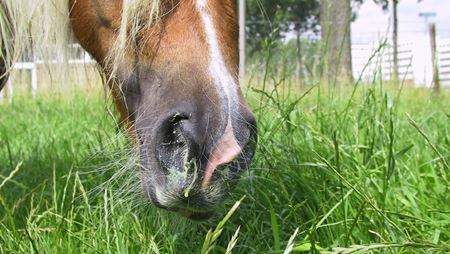 Paardenziekte Droes