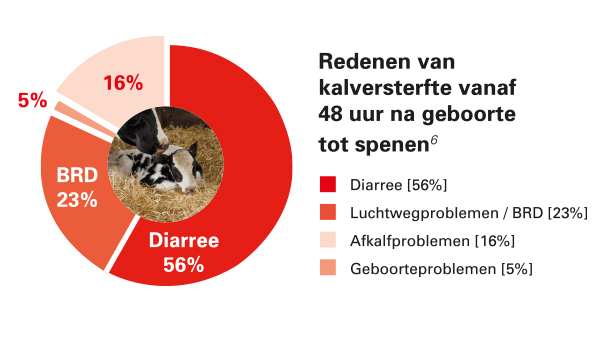 een diagram van een koe die op hooi ligt