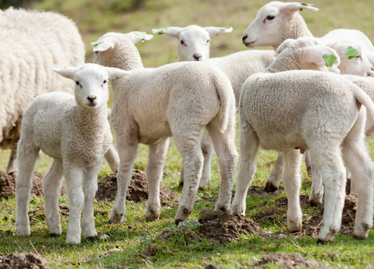 lammetjes in een weiland