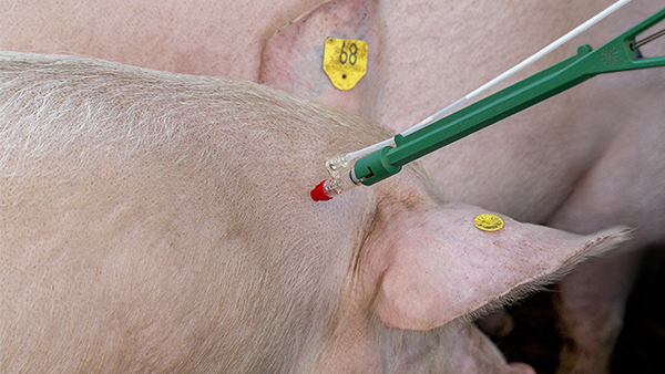een varken met een injectiespuit erin