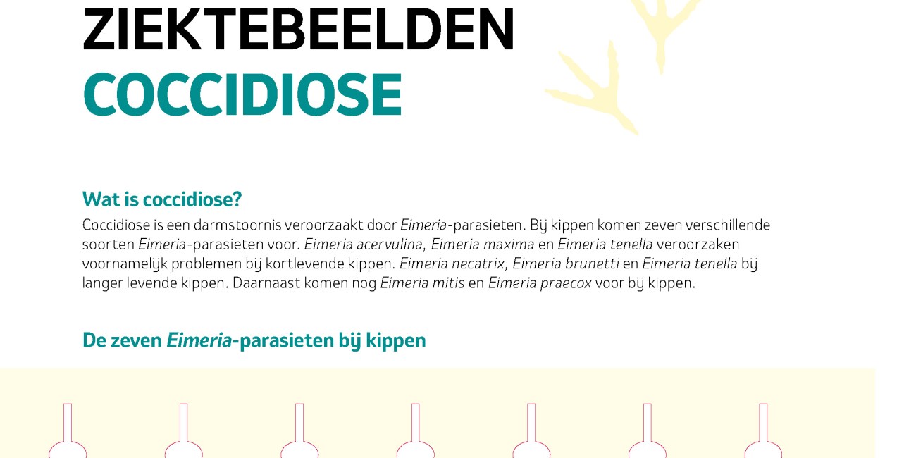 Factsheet - Coccidiose ziektebeelden