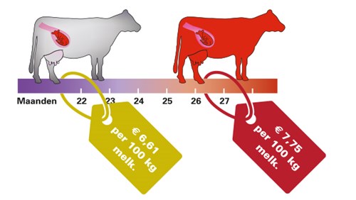 een diagram van een koe