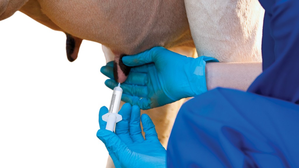 een persoon in blauwe handschoenen die een spuit aan een koe geeft