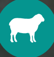 Gezondheid Schaap & Geit icon