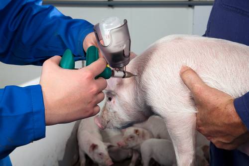 een persoon die een spuitpistool gebruikt om een ​​varken te spuiten