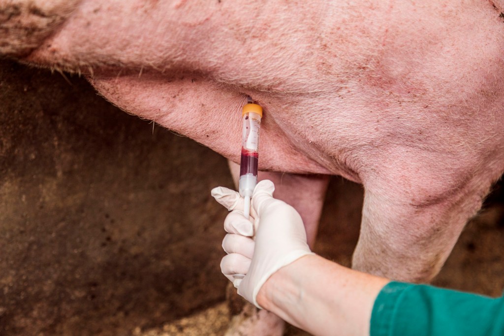 een hand in handschoen met een injectiespuit met een koeienkont