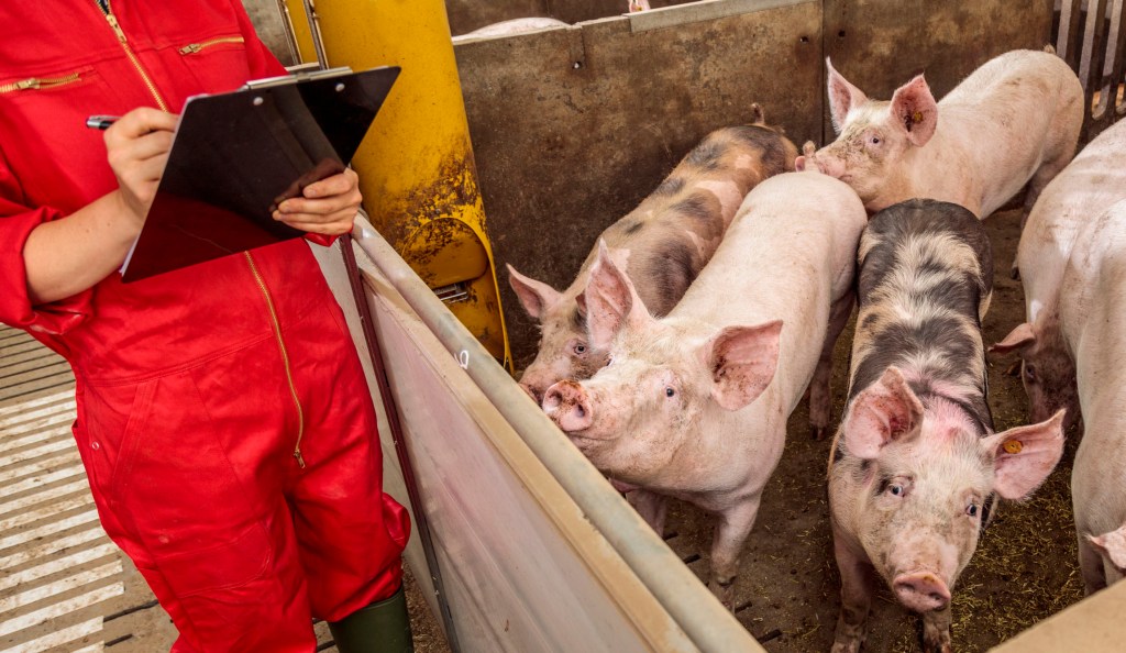 een persoon in een rode overall die een klembord vasthoudt naast een groep varkens