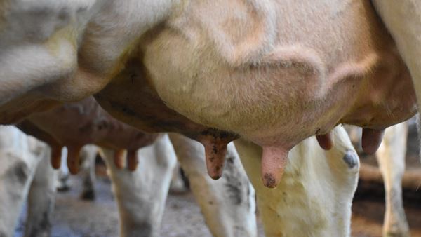 een close-up van de uiers van een koe