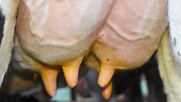 een close-up van de uiers van een koe msd
