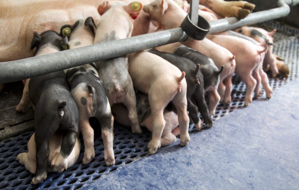 een groep varkens in een varkenshok