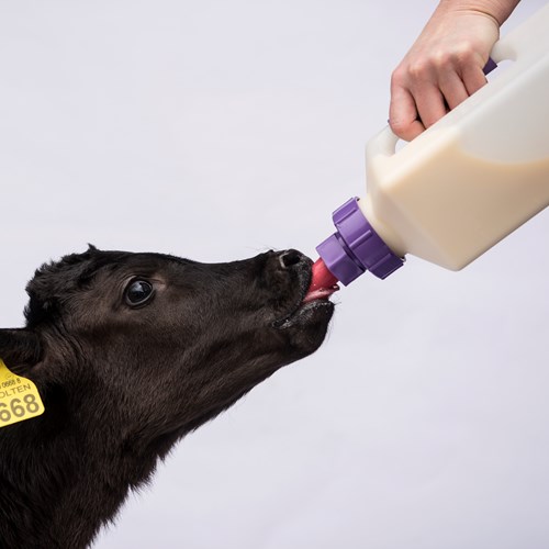 een koe die melk drinkt uit een fles