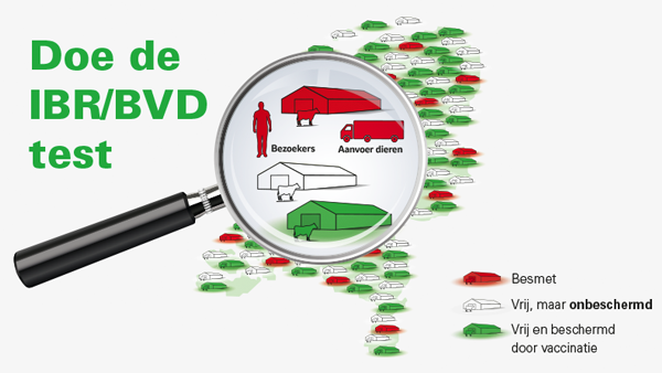 doe de ibr/bvd test