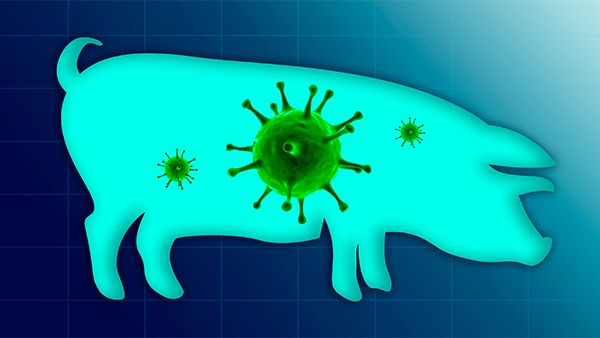 Infectiedruk PRRS in Nederland neemt toe