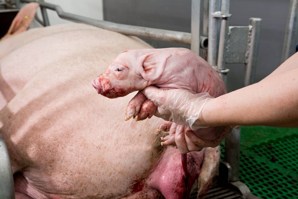 een varken dat geboren wordt in het lichaam van een varken