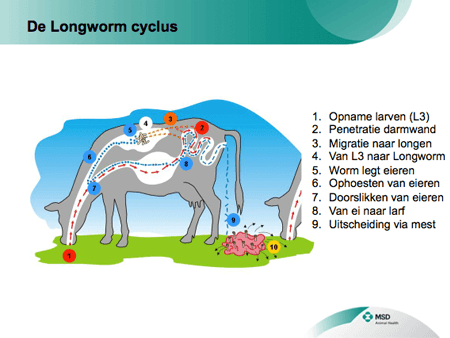 de longworm cyclus