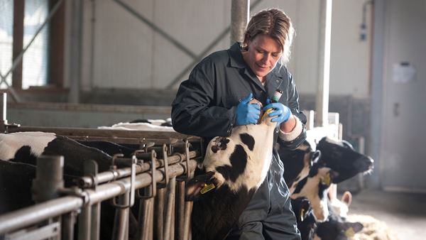 Kwaliteit van jongvee-opfok belangrijker dan ooit