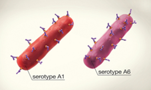 serotype a1 and a6