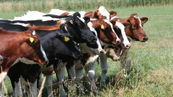 een groep koeien die in een veld staan