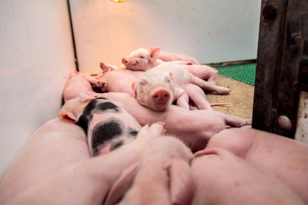 een groep varkens in een kooi