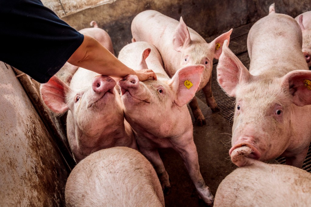 een hand die een groep varkens aanraakt