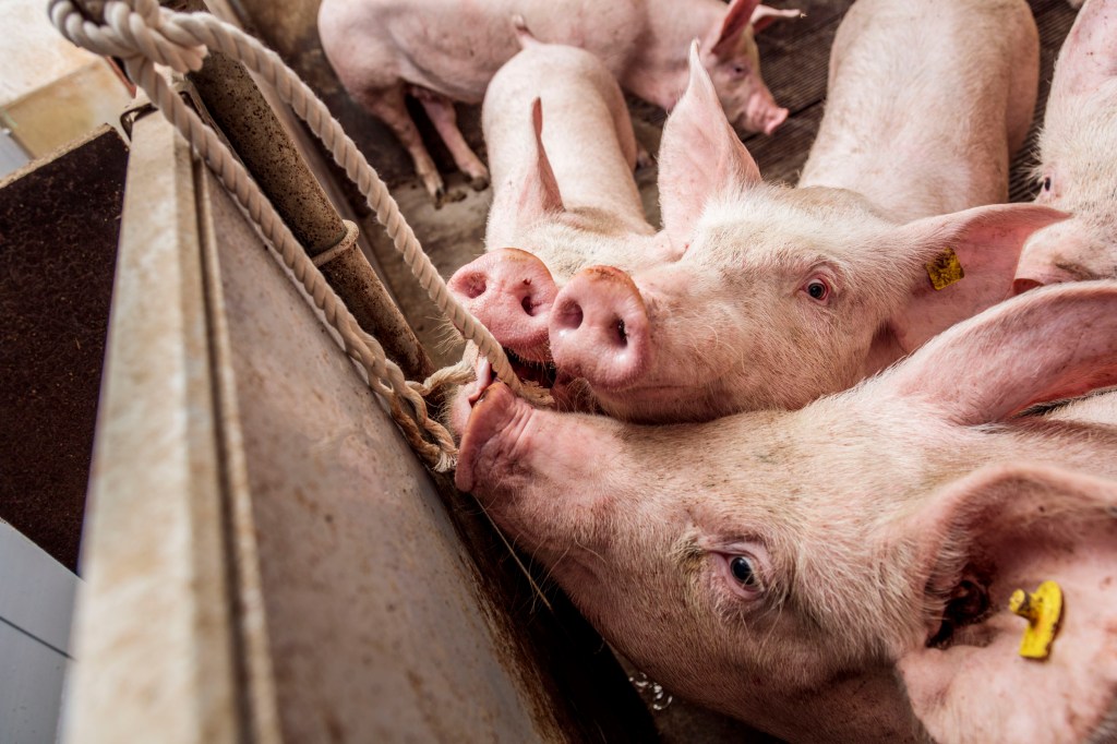 een groep varkens in een hok