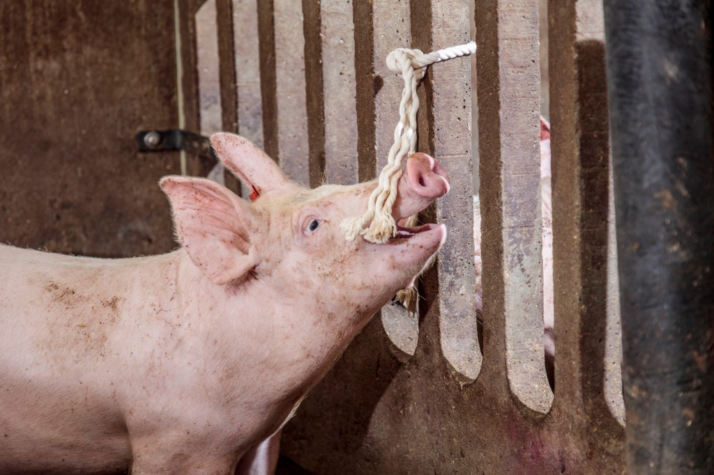 een varken met een touw aan zijn neus