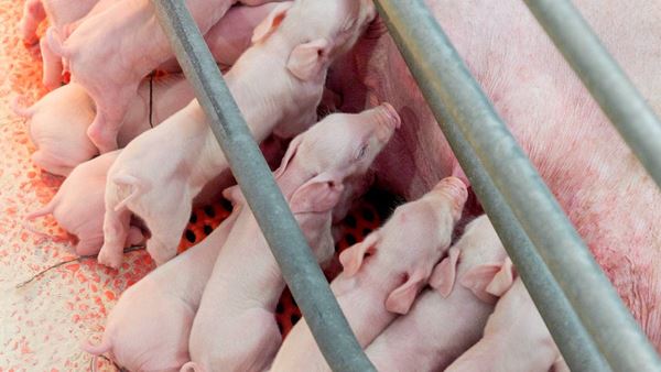 een groep varkens in een hok