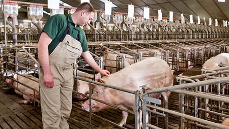 een persoon in overall die naast varkens staat