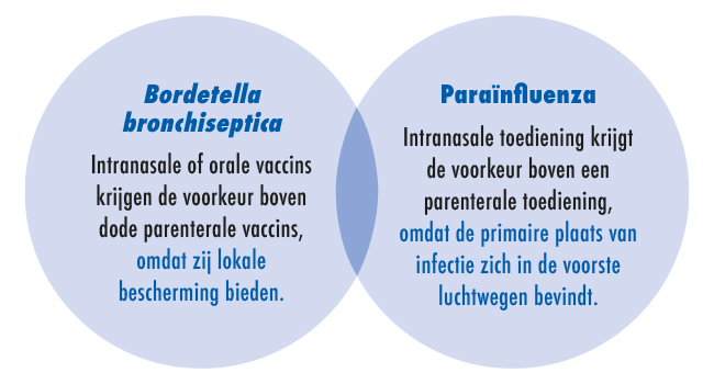 Bordetella bronchiseptica (Bb) en paraïnfluenza (Pi)