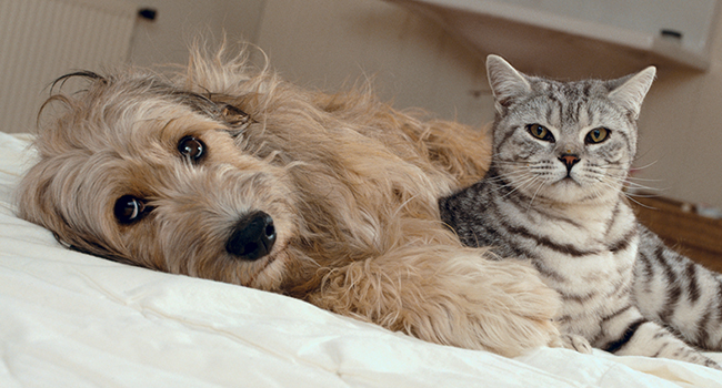 cat and dog on bed