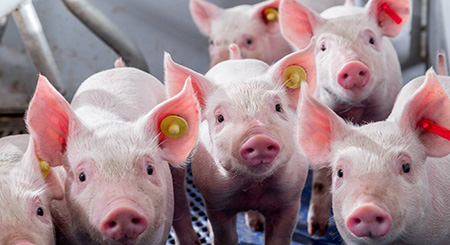 een groep varkens met gele oormerken
