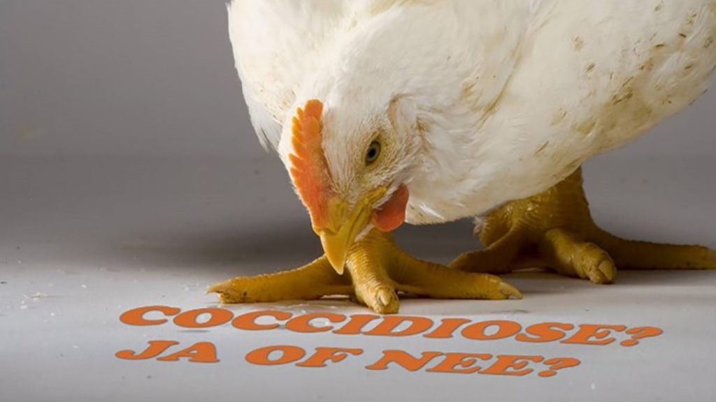 Coccidiose - besmettelijke pluimveeziekte