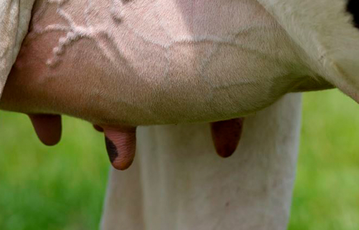 Mastitis de baas