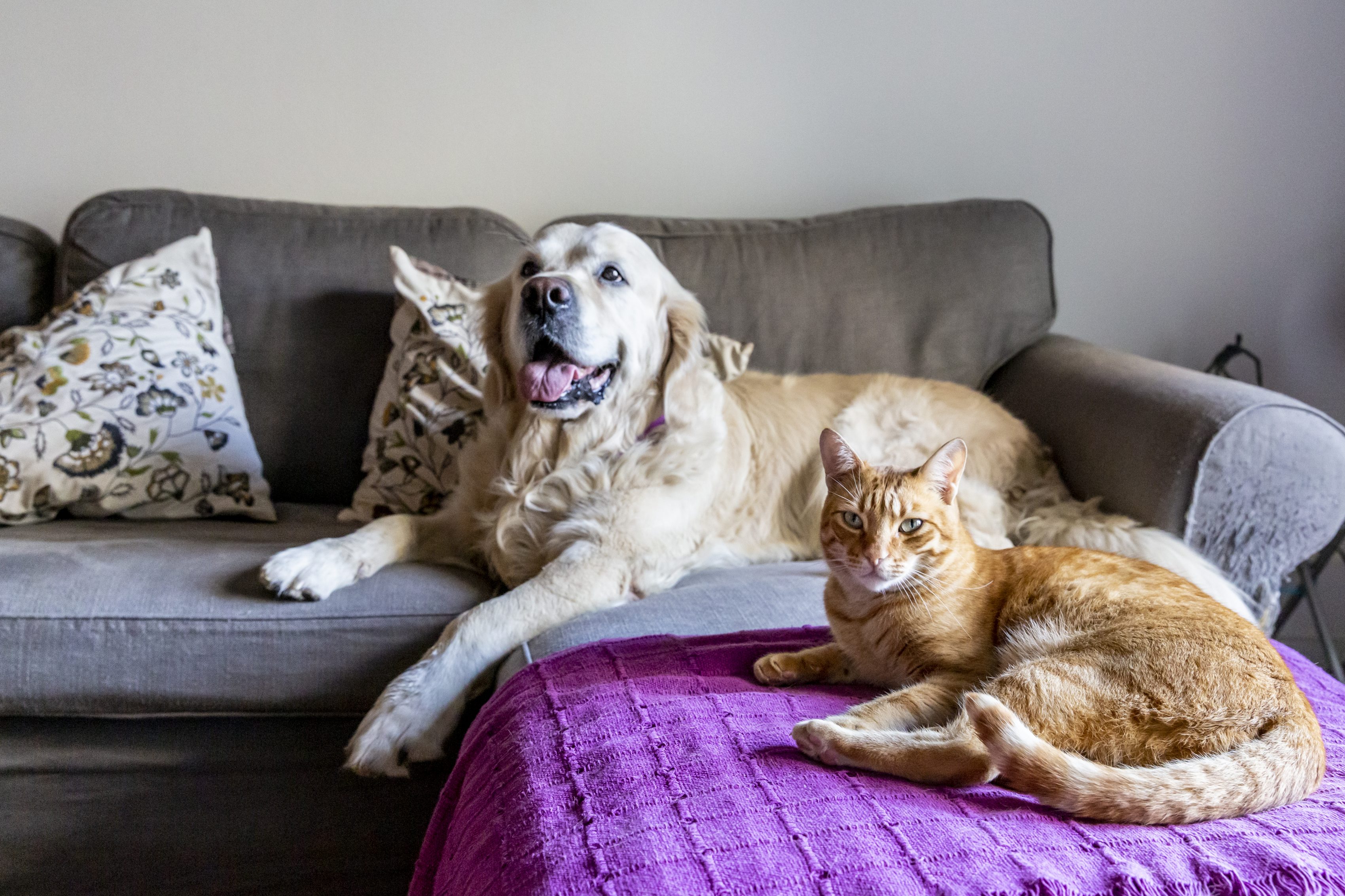 Hond en kat liggend op bank scaled