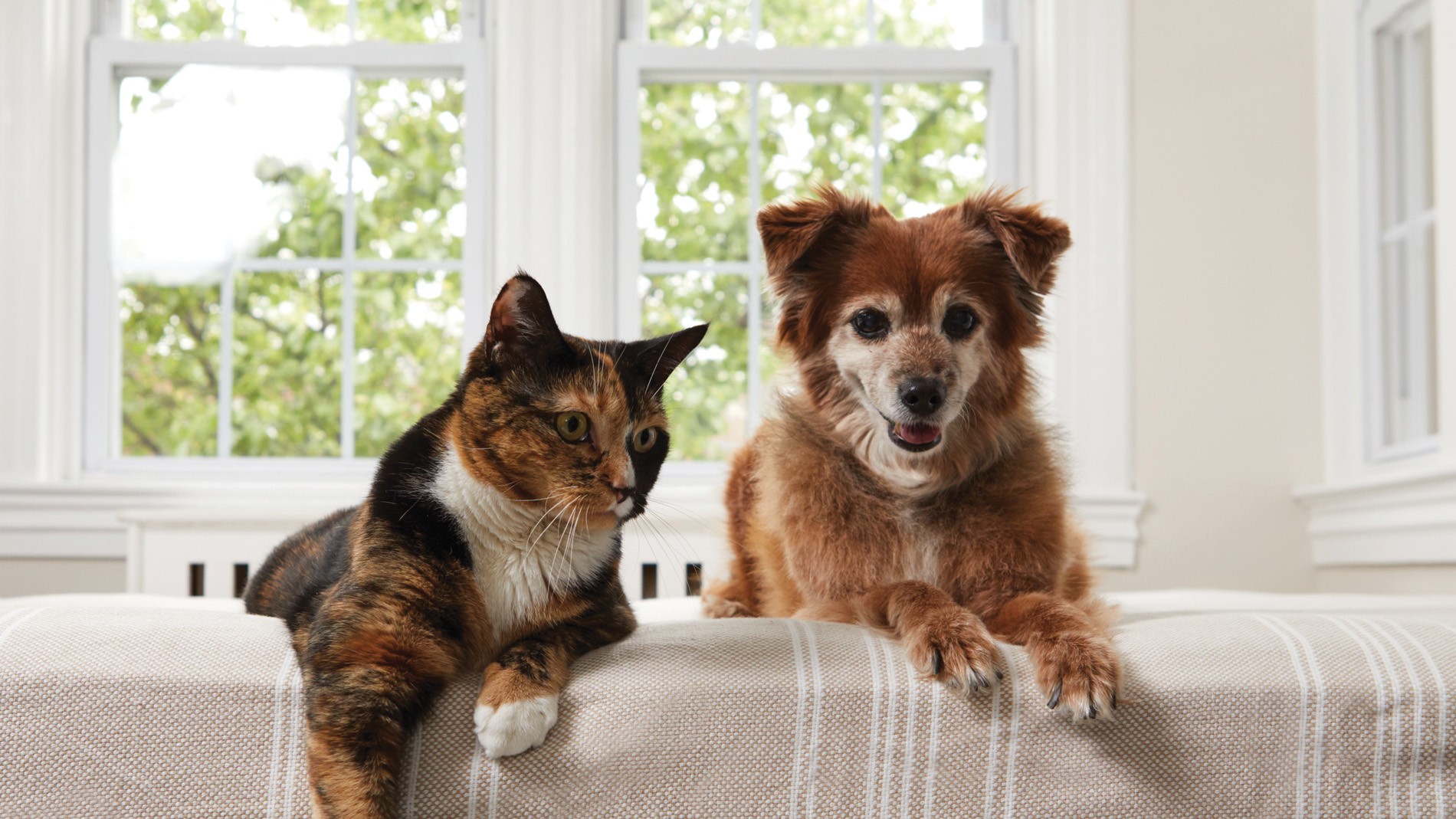 Hond en kat op kleed diabetes