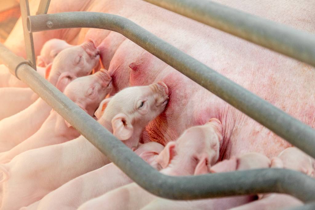 een groep varkens die zich voedt