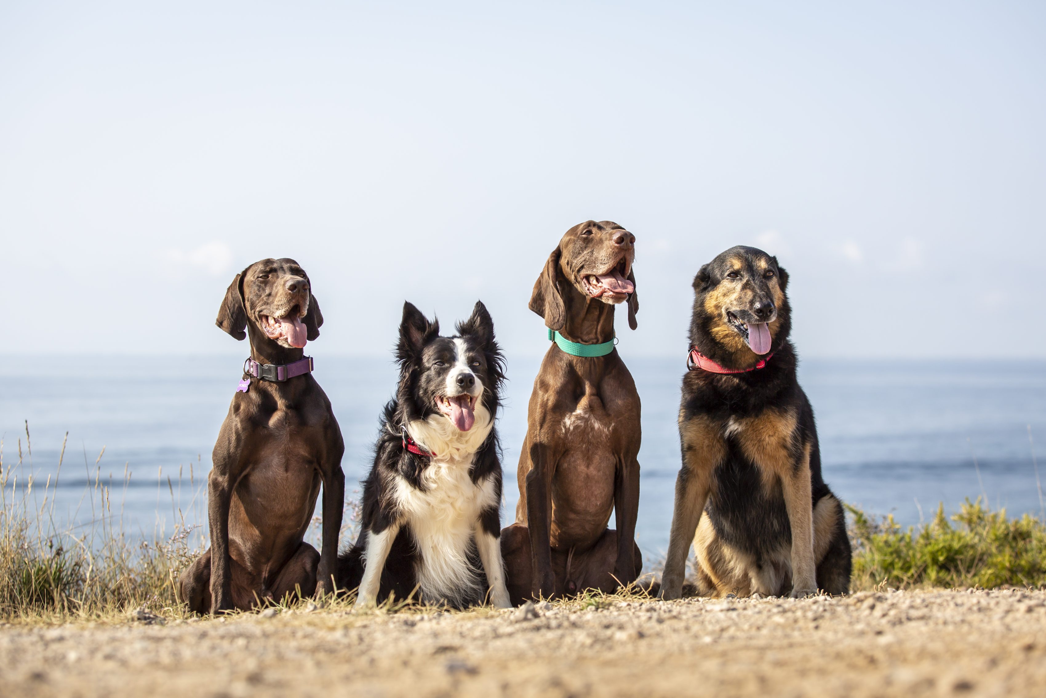 Vier honden buiten scaled