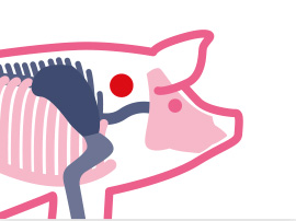 een varken met een varkenslichaam