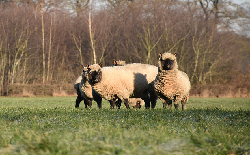 MSD Animal Health Nederland