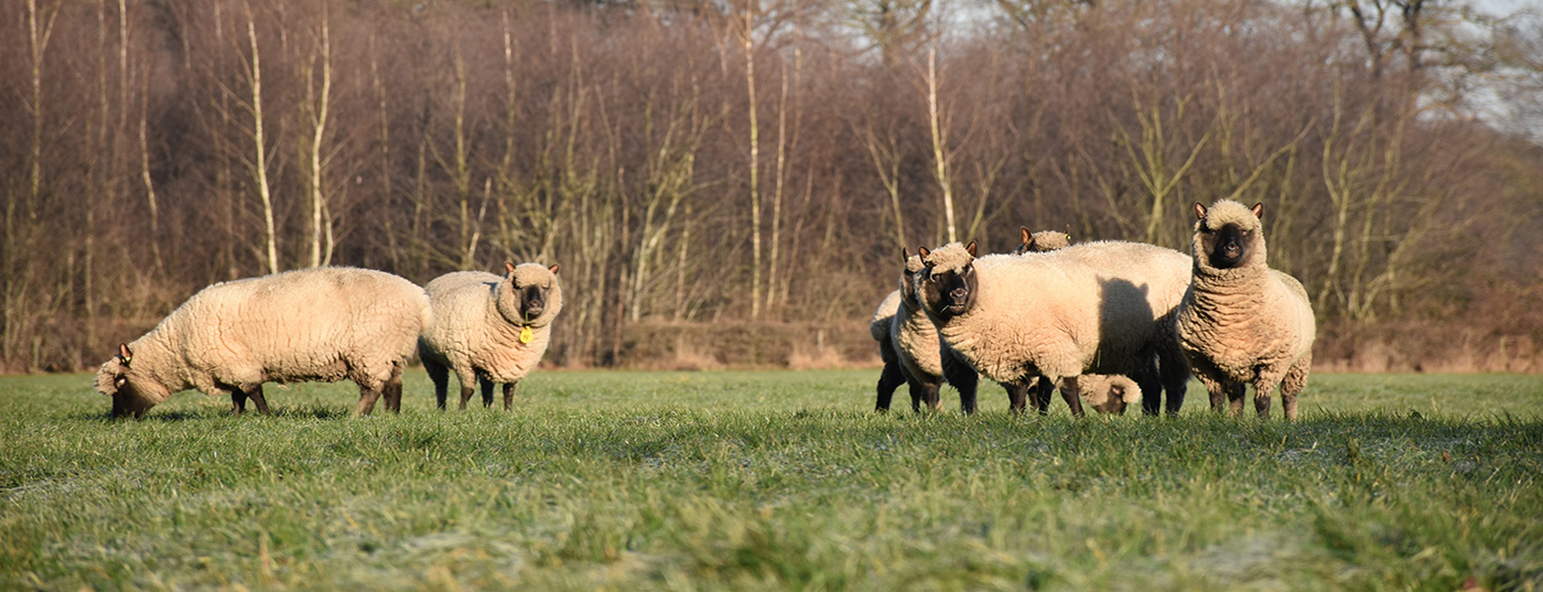 MSD Animal Health Nederland