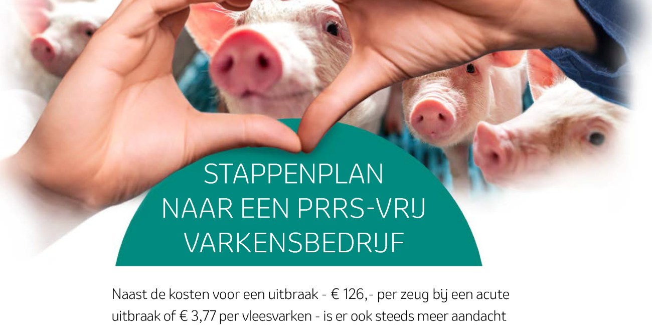 Stappenplan naar een PRRS -vrij varkensbedrijf