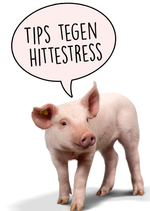 tips tegen hittestress