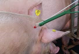 een varken met een injectiespuit in zijn oor