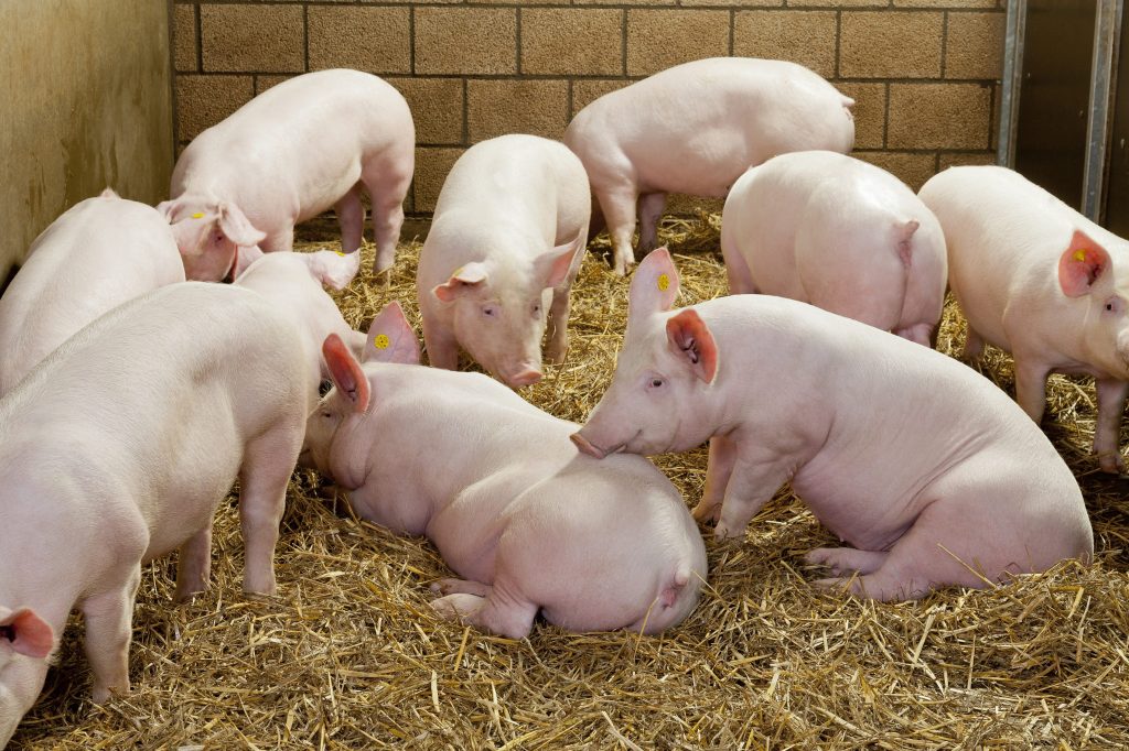 een groep varkens in een hok