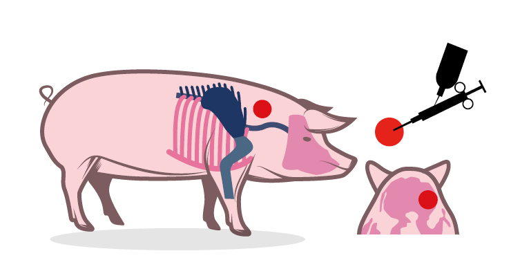 een varken met zijn delen in het lichaam