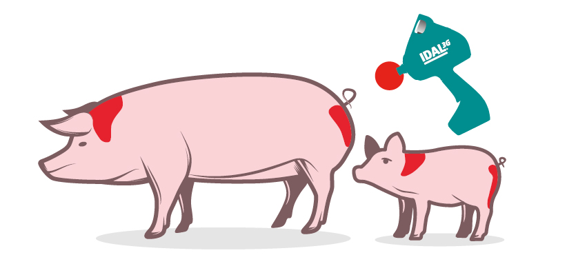 een varken en biggetje met een rode vlek