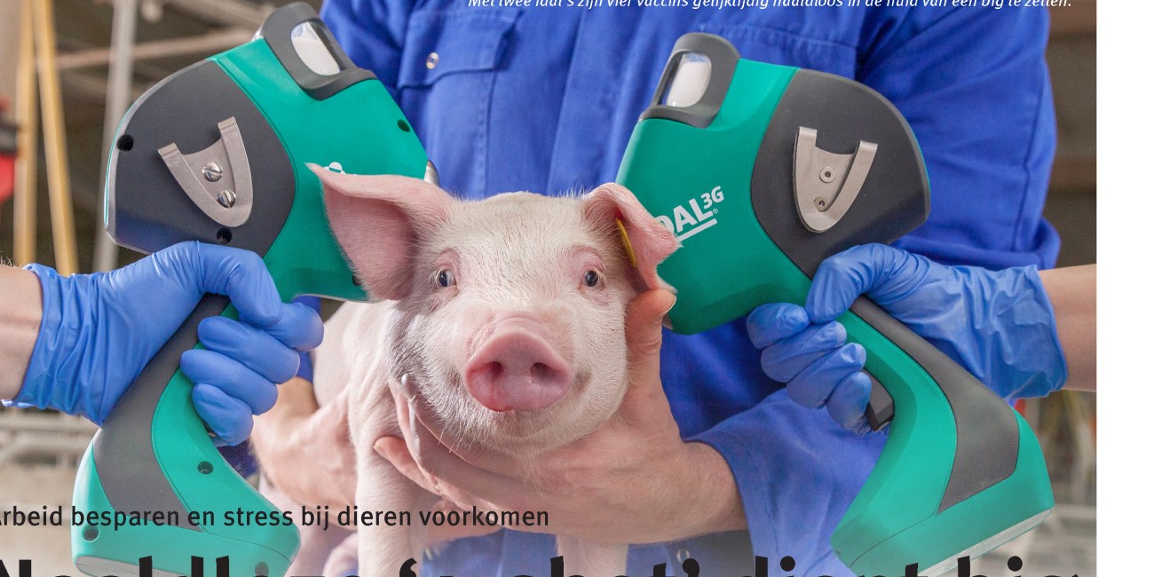 swine varkens